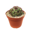 Sempervivum ‘Mrs. Giuseppi’