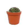 Sempervivum ‘Mrs. Giuseppi’