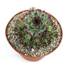 Sempervivum ‘Mrs. Giuseppi’