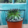 Sempervivum appletini (Hens and Chicks)