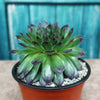 Sempervivum appletini (Hens and Chicks)