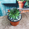 Sempervivum appletini (Hens and Chicks)