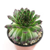 Sempervivum appletini (Hens and Chicks)