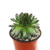 Sempervivum appletini (Hens and Chicks)
