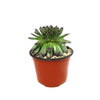 Sempervivum appletini (Hens and Chicks)