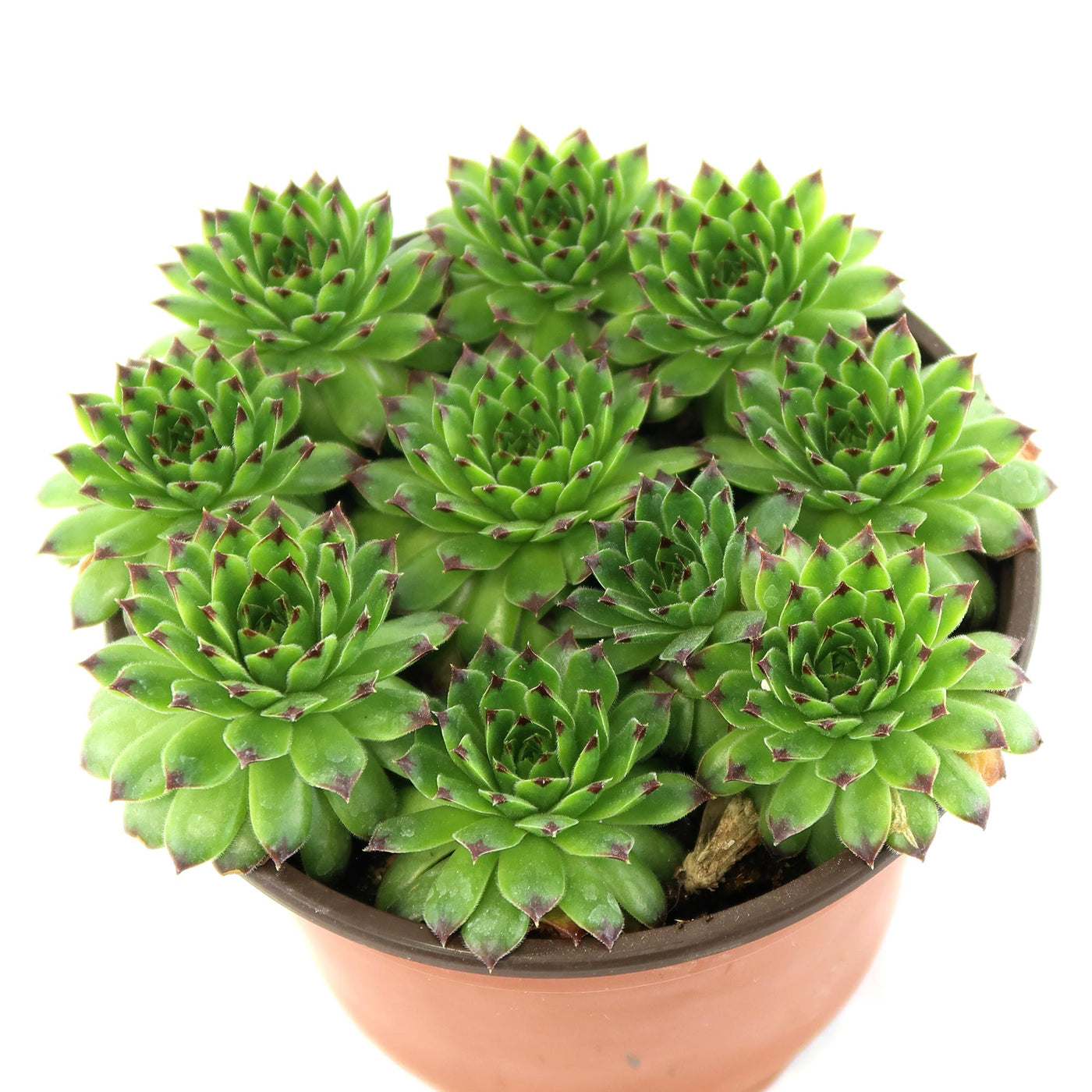 appletini succulent Sempervivum appletini (Hens and Chicks) 6" Pot