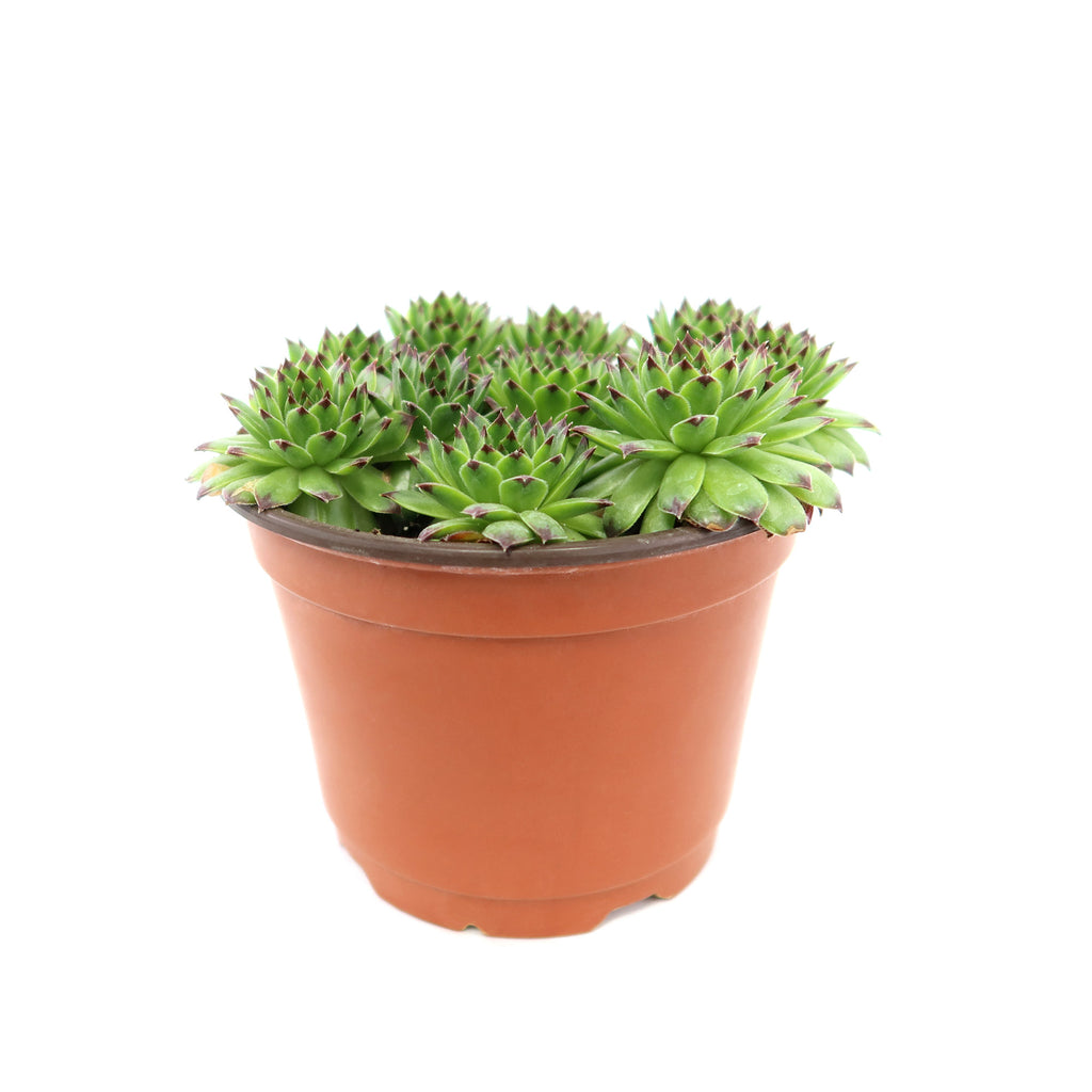 Sempervivum appletini (Hens and Chicks)