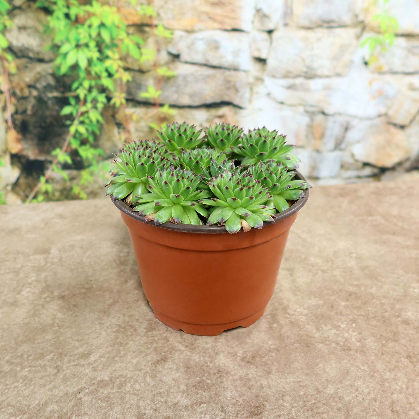 appletini succulent Sempervivum appletini (Hens and Chicks) 6" Pot