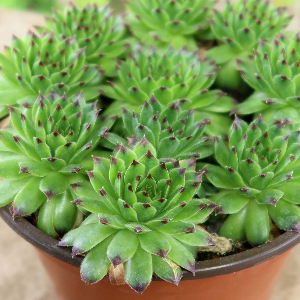Sempervivum appletini (Hens and Chicks)