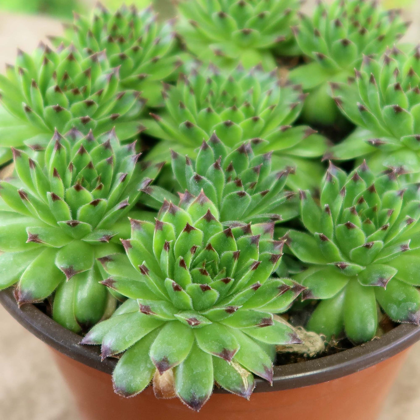 Sempervivum appletini (Hens and Chicks) 2