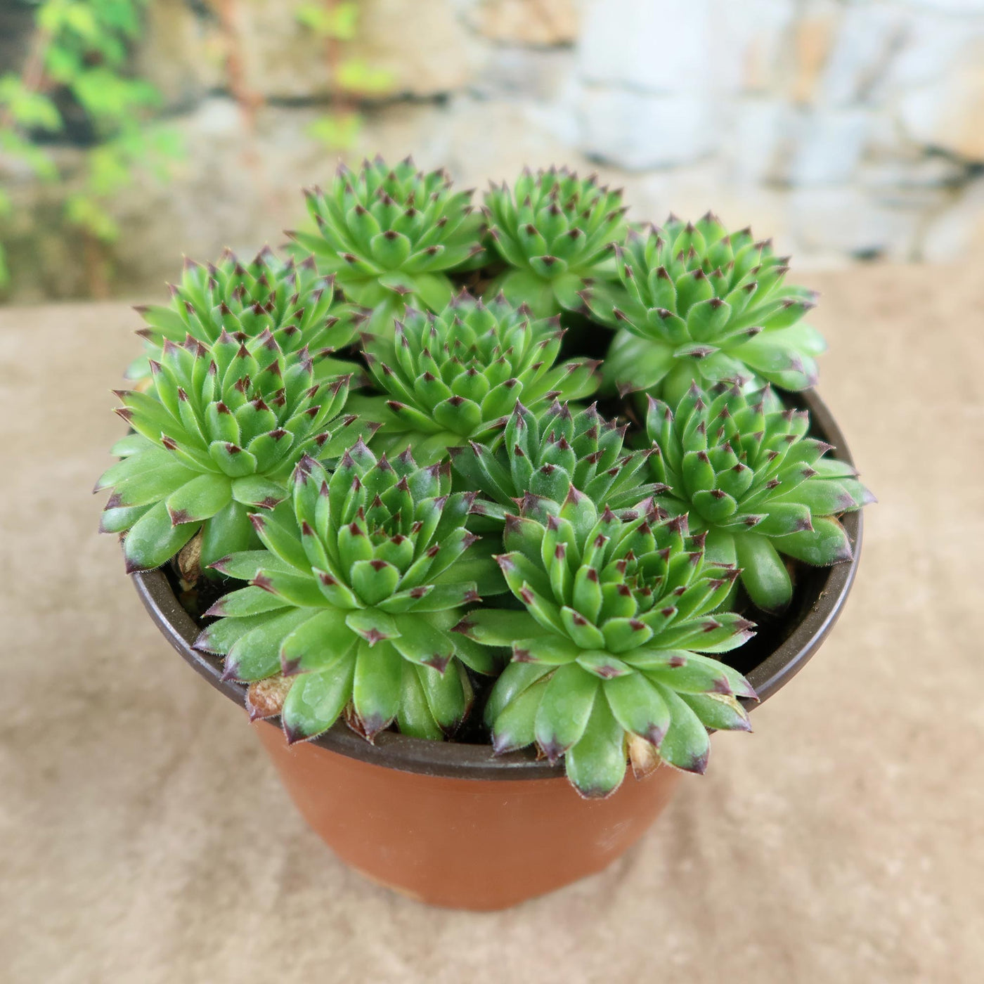 Shop ‘Sempervivum appletini’ (Hens and Chicks) Care & Growing Guide ...