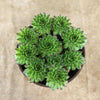 Sempervivum appletini (Hens and Chicks)