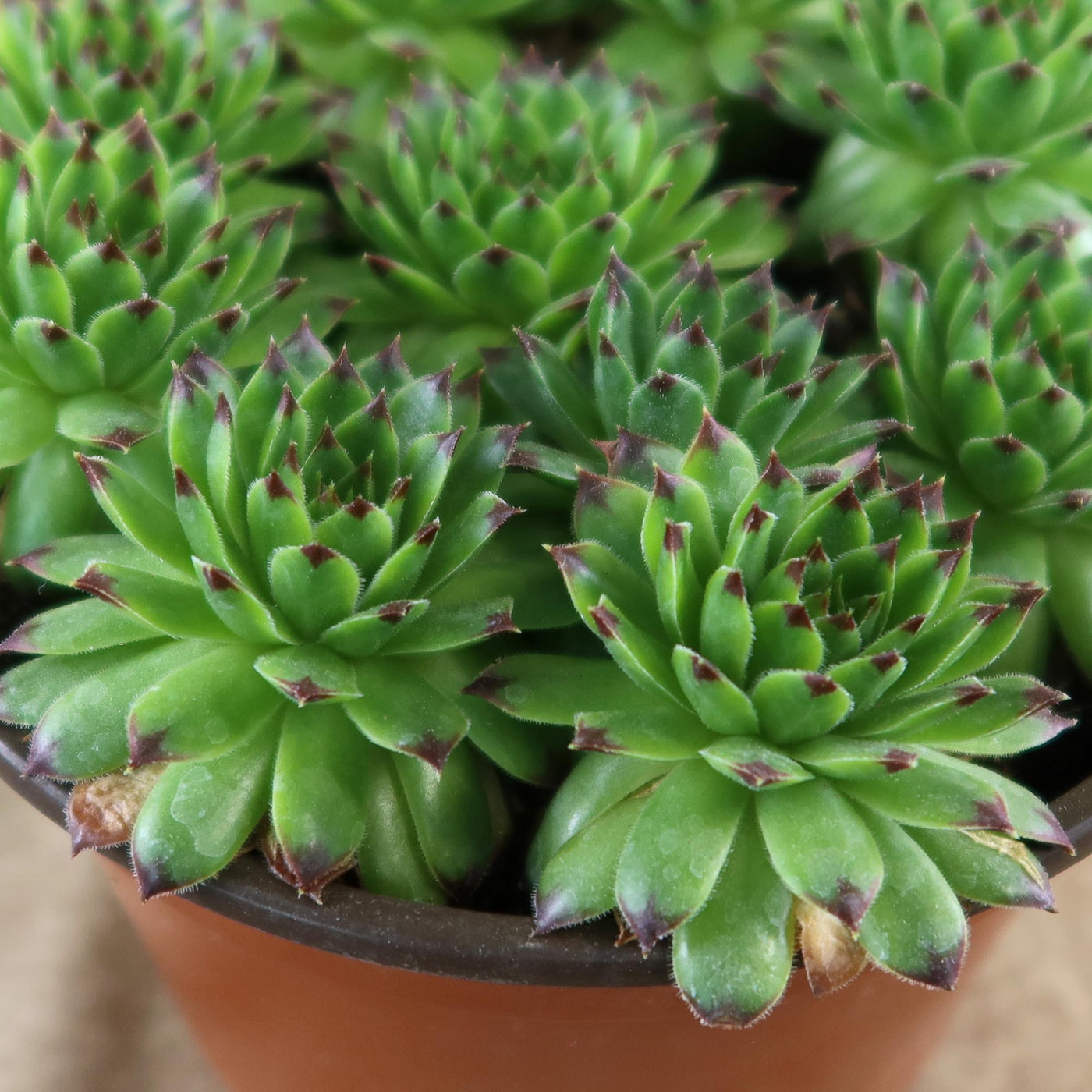Shop ‘Sempervivum appletini’ (Hens and Chicks) Care & Growing Guide ...