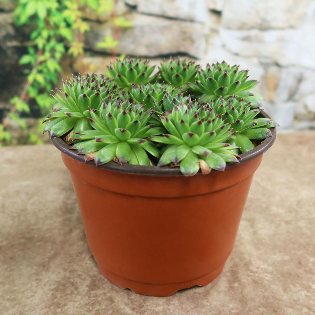 Sempervivum appletini (Hens and Chicks)