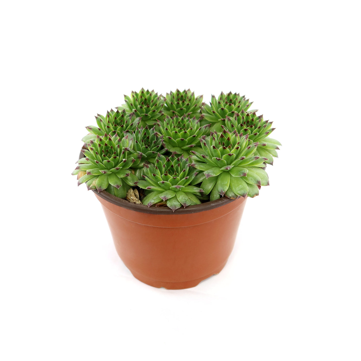 appletini succulent Sempervivum appletini (Hens and Chicks) 6" Pot
