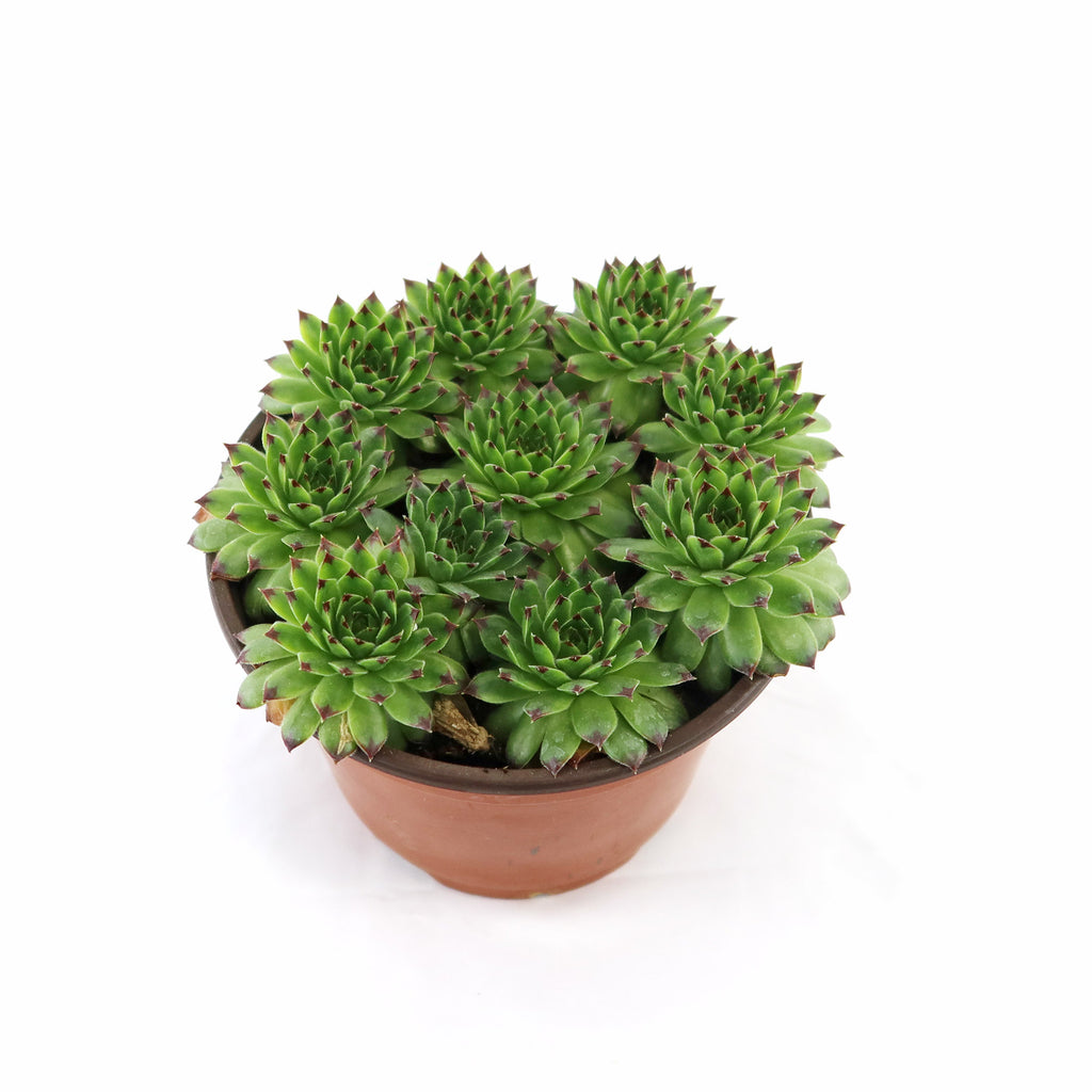 Sempervivum appletini (Hens and Chicks)