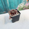 Sempervivum arachnoideum &