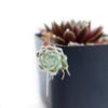 Sempervivum arachnoideum &