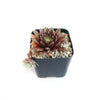 Sempervivum arachnoideum &