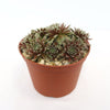 Sempervivum arachnoideum &