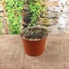 A small brown plastic pot with green and reddish Sempervivum arachnoideum &