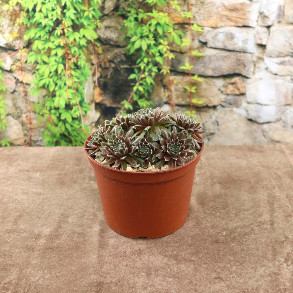 Potted indoor plant with glossy green leaves beside a small Buddha statue