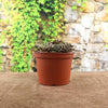 Sempervivum arachnoideum &