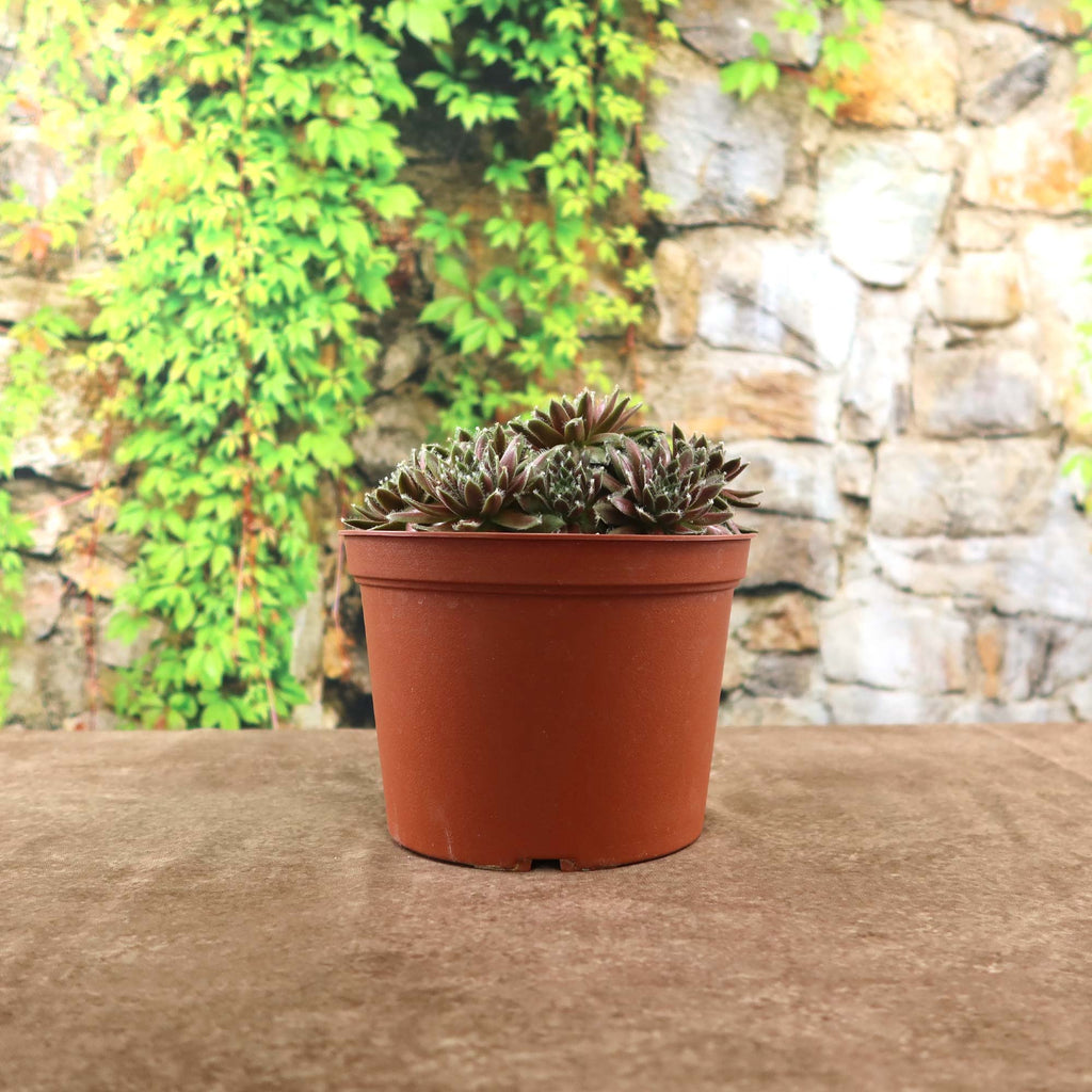 Potted indoor plant with glossy green leaves beside a small Buddha statue