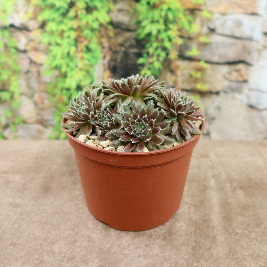 Potted indoor plant with glossy green leaves beside a small Buddha statue