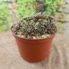 A small potted Sempervivum arachnoideum &