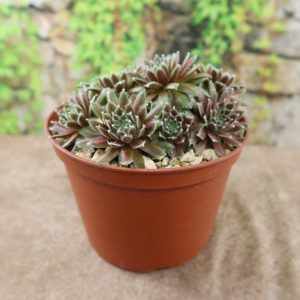 Potted indoor plant with glossy green leaves beside a small Buddha statue