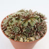 Close-up of Sempervivum arachnoideum &