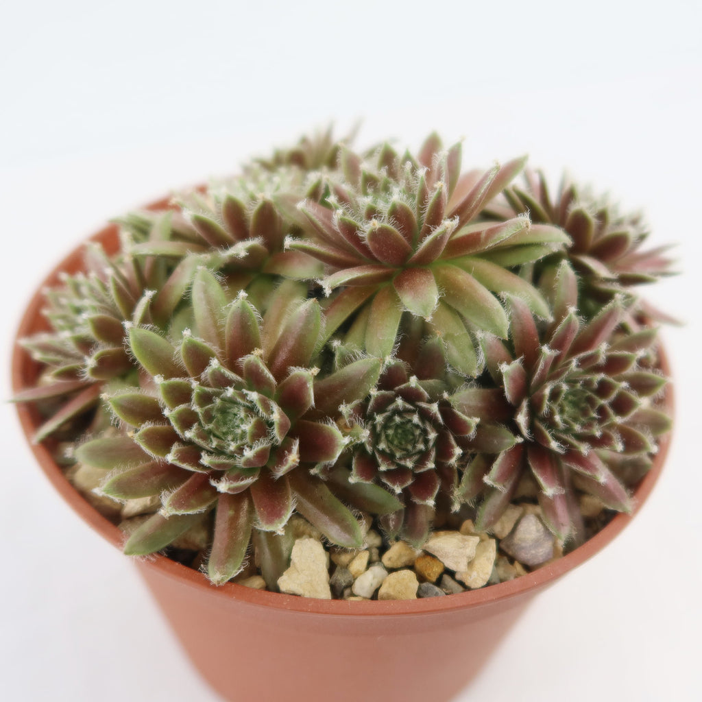 Potted indoor plant with glossy green leaves beside a small Buddha statue