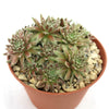 Clusters of green and reddish Sempervivum arachnoideum &