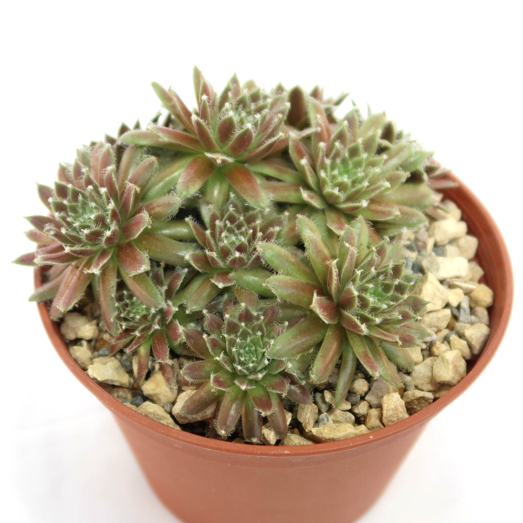 Potted indoor plant with glossy green leaves beside a small Buddha statue
