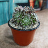 Sempervivum arachnoideum &