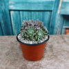 Sempervivum arachnoideum &