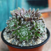 Sempervivum arachnoideum &