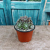 Sempervivum arachnoideum &