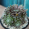 Sempervivum arachnoideum &