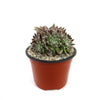 Sempervivum arachnoideum &