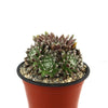 Sempervivum arachnoideum &