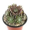 Sempervivum arachnoideum &