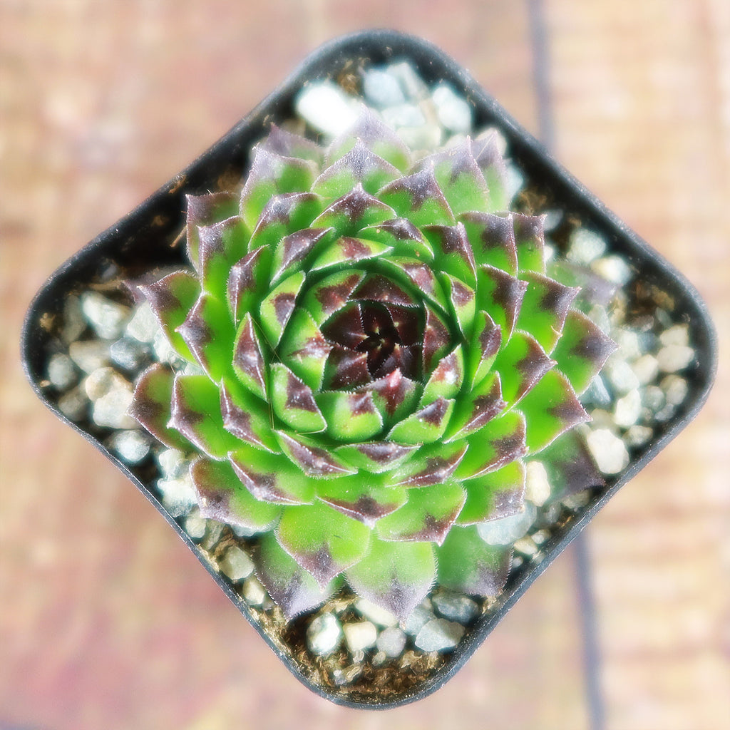 Sempervivum appletini (Hens and Chicks)