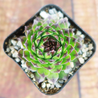 Sempervivum appletini (Hens and Chicks)