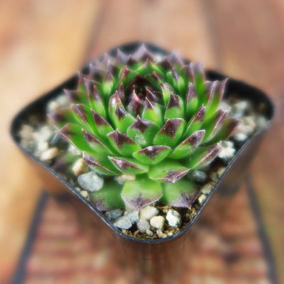 Sempervivum appletini (Hens and Chicks)
