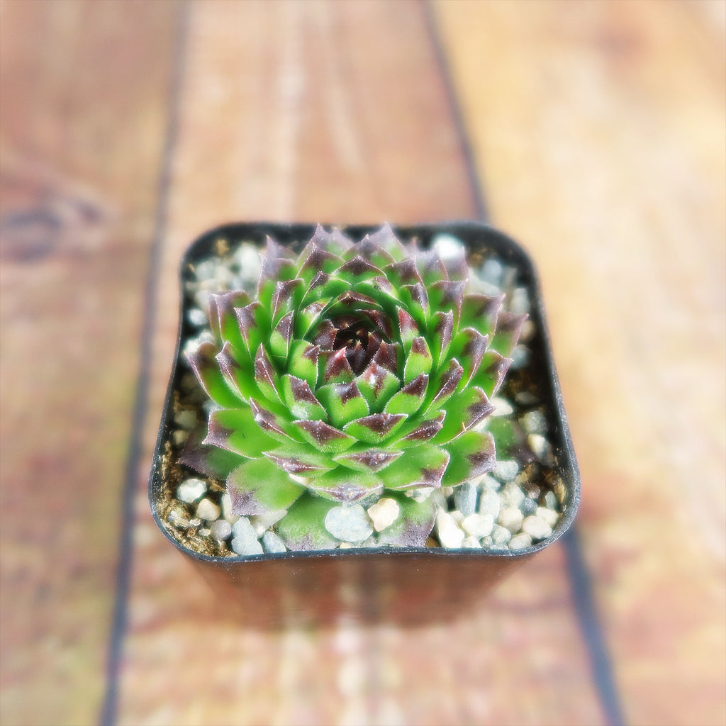 Sempervivum appletini (Hens and Chicks)
