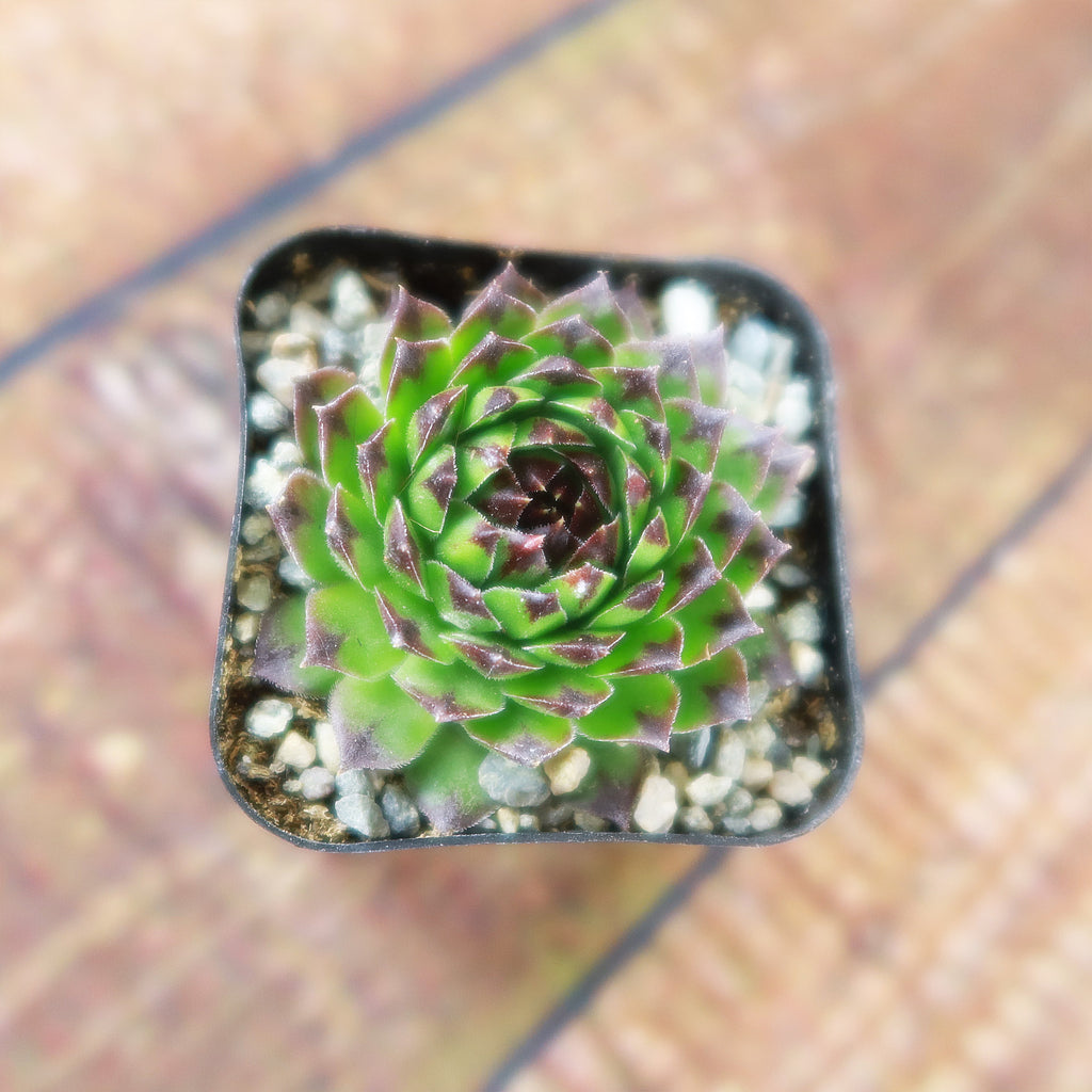 Sempervivum appletini (Hens and Chicks)