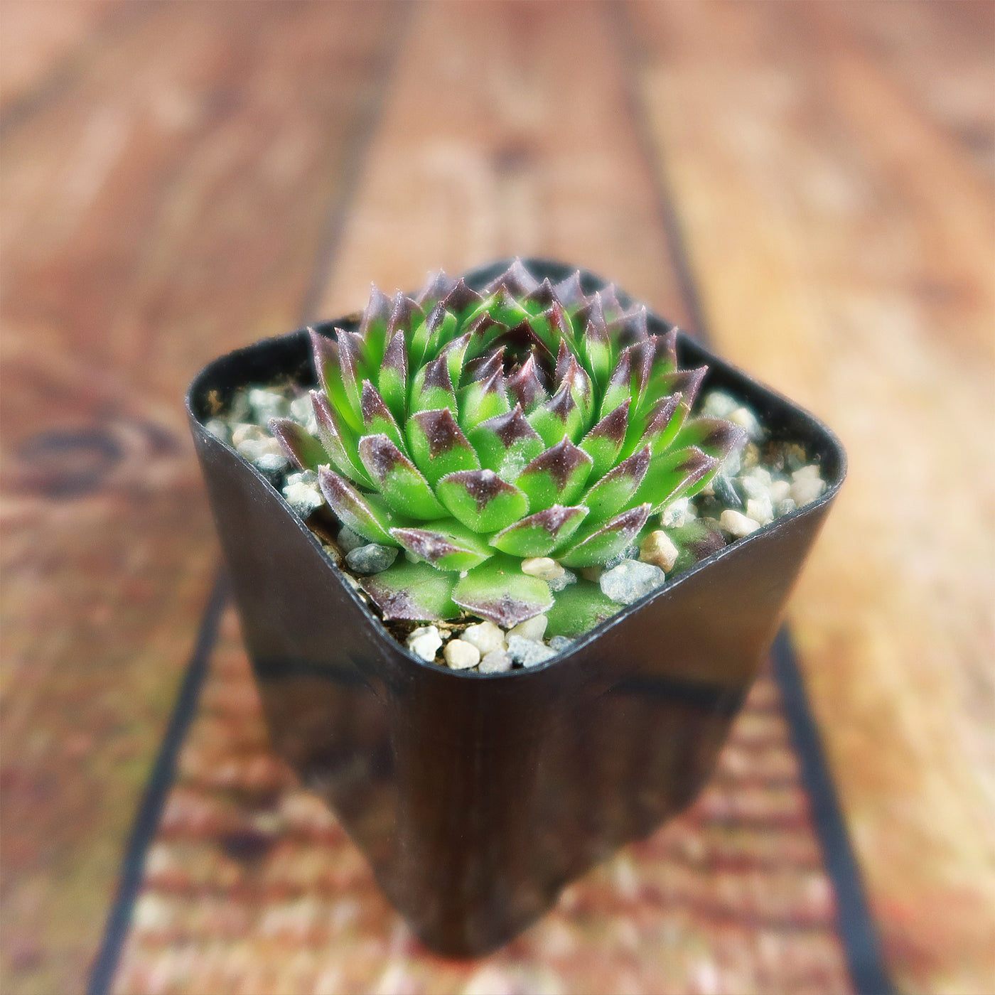 spike succulents Sempervivum appletini (Hens and Chicks) 6" Pot