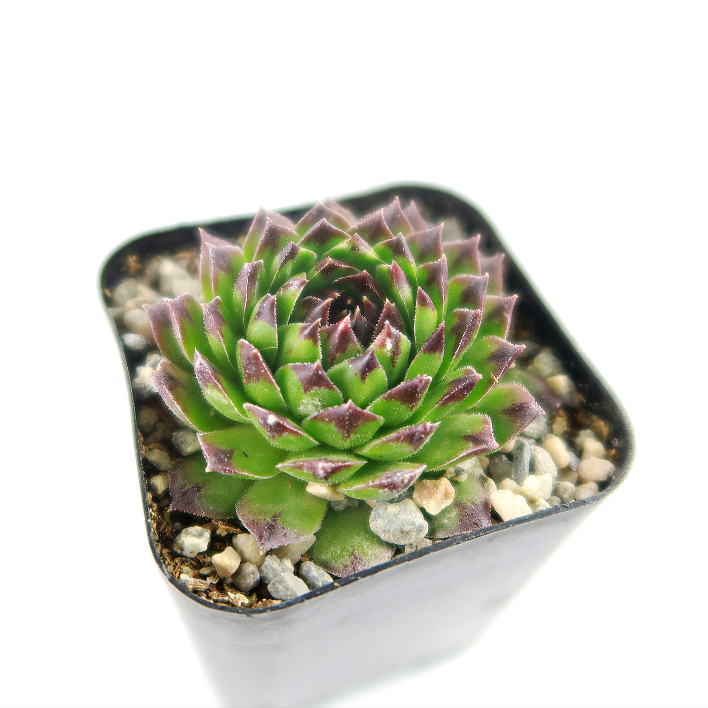 purple tipped succulent Shop 'Sempervivum appletini' (Hens and Chicks) Care & Growing Guide